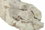Fossil Oreodont (Merycoidodon) Partial Skull - South Dakota #269889-1